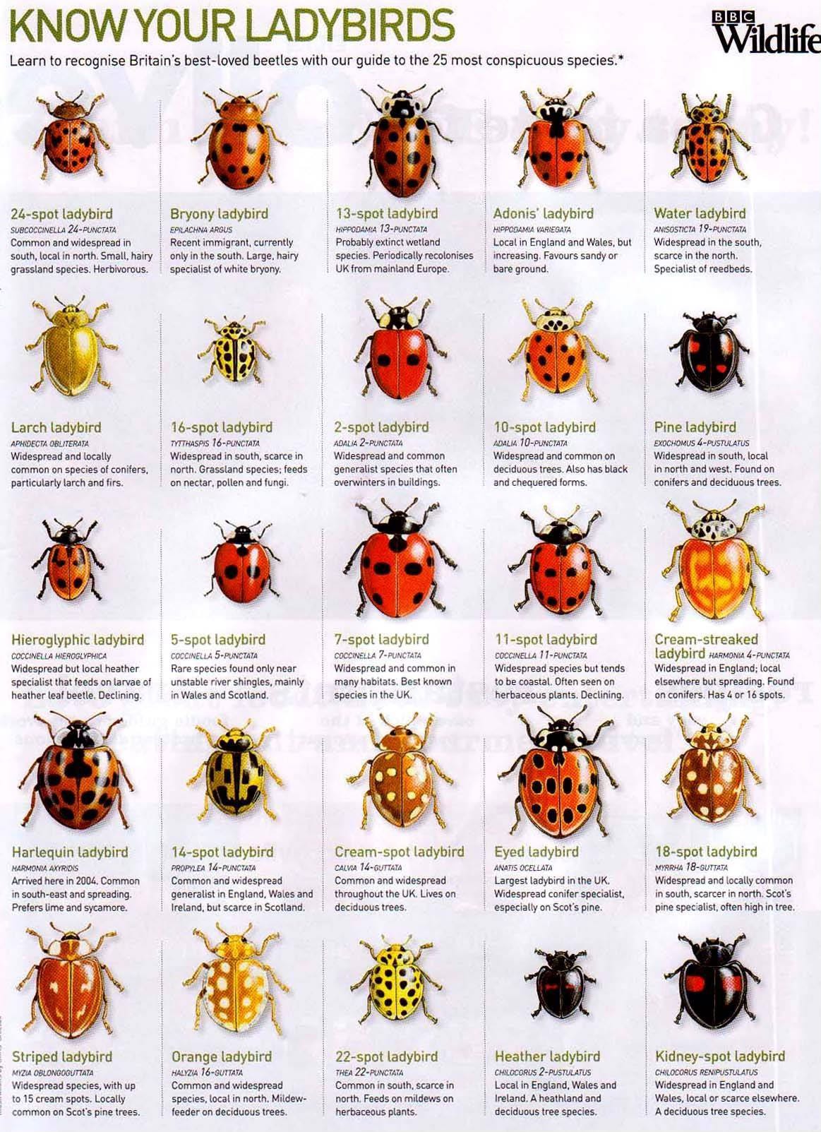 A visual guide to ladybirds found in the UK