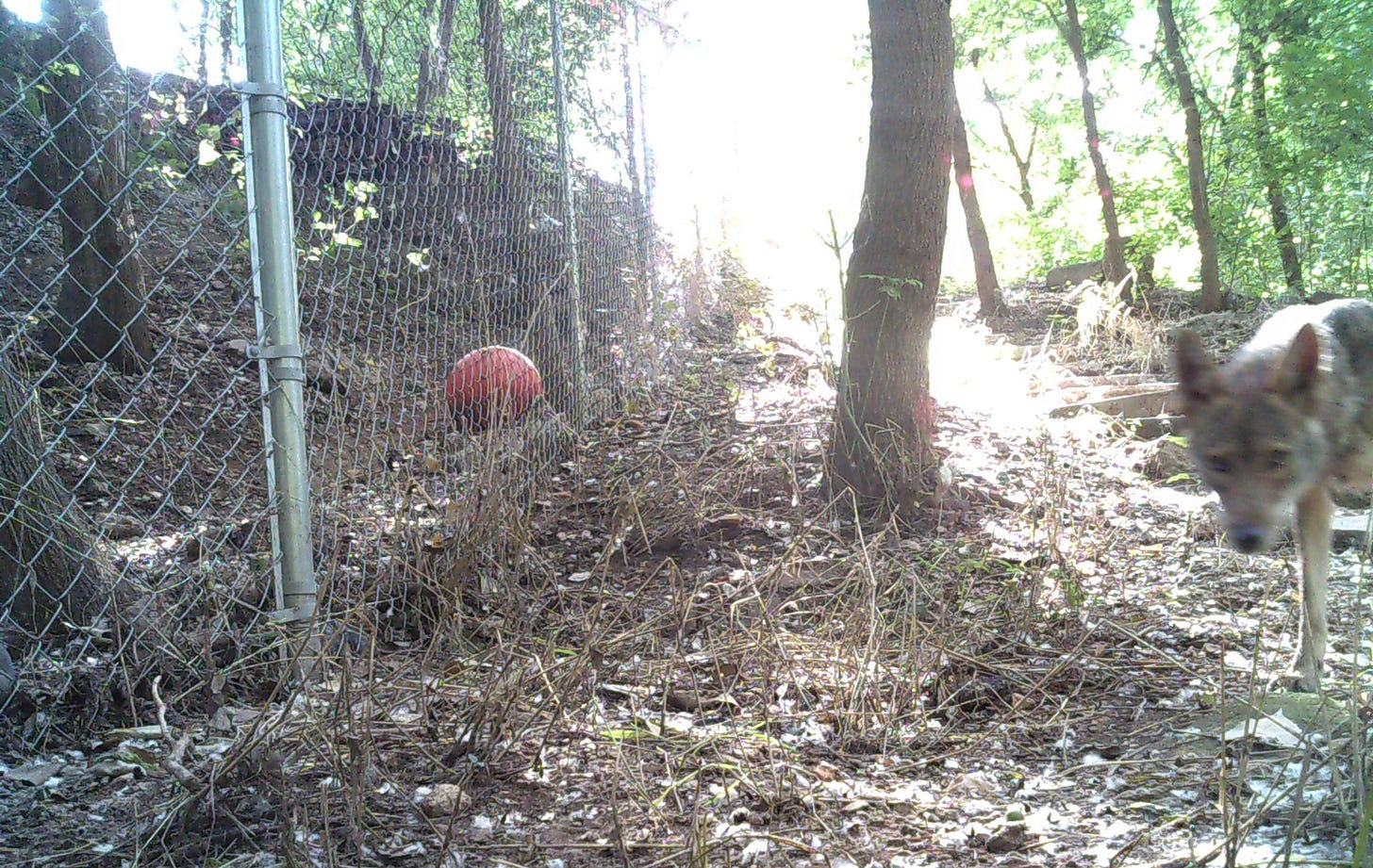 Edgeland coyote at the fence Edgeland coyote at the fence