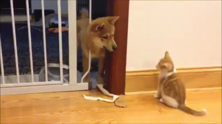 Dog beats up cat with his mind