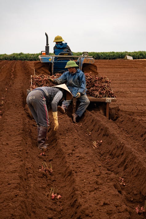Photos of: an older woman in a field holding a basket of small alliums, 3 people working tilling soil to harvest galangal, and green peppercorns on the vine.