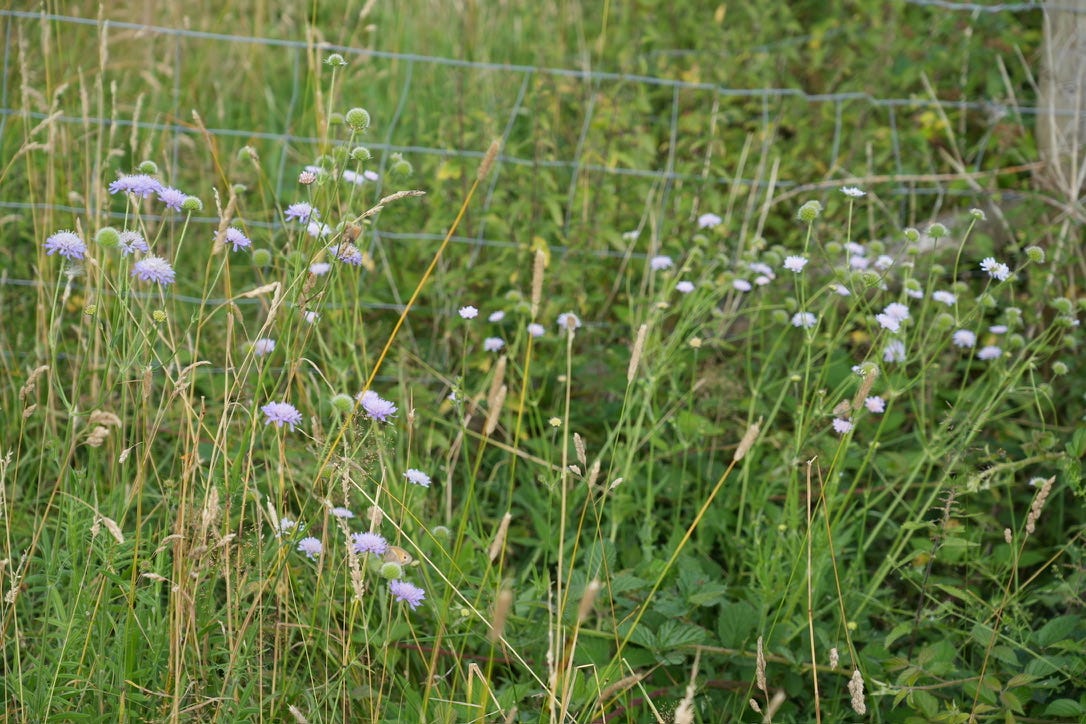 Knautia arvensis | field scabious Knautia arvensis | field scabious