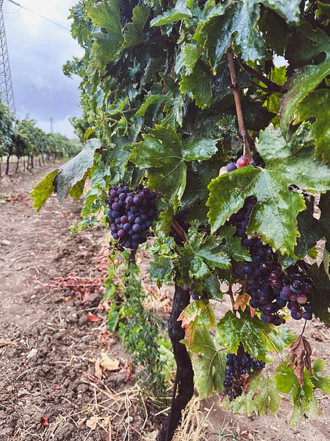 Wine tasting at Jasci e Marchesani