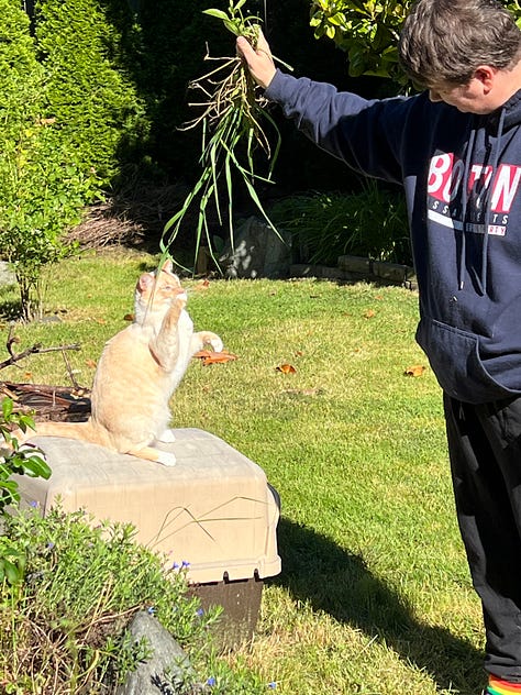 more than fashion cat pictures