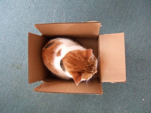 Small cat, small box. Small cat, small box.