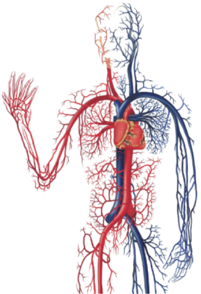 Vascular system Vascular Health