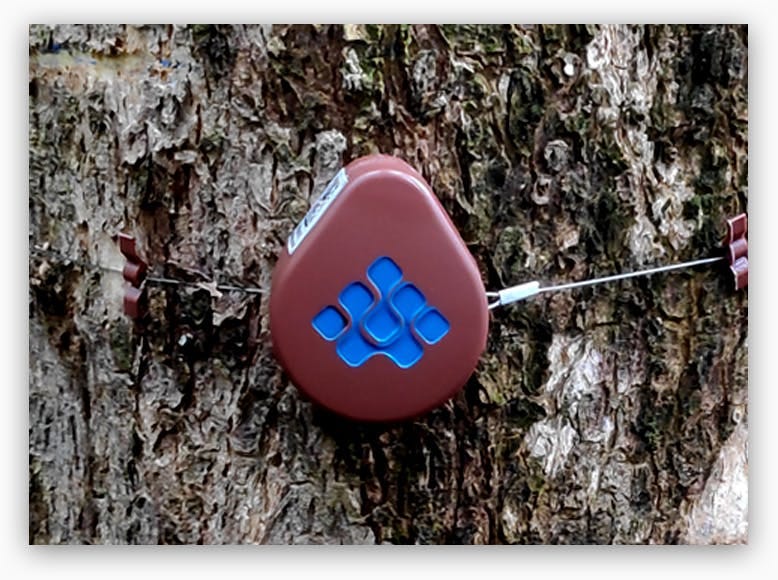 dendrometer on tree