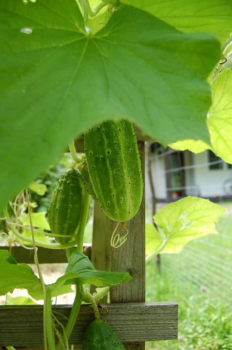 Asian-inspired cucumber salad by Eve Fox, The Garden of Eating blog, copyright 2025. All rights reserved.