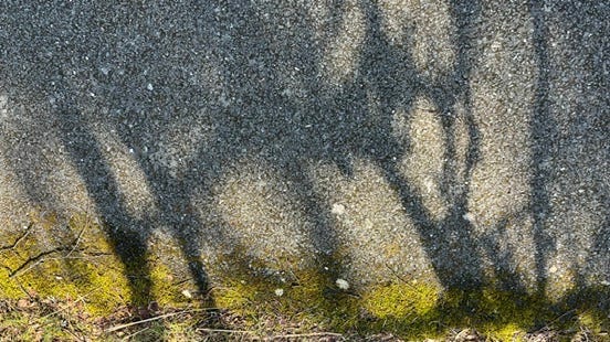 In the morning sun, trees cast dramatic dark shadows across a textured grey macadam path bordered by bright green moss and dried winter grass In the morning sun, trees cast dramatic dark shadows across a textured grey macadam path bordered by bright green moss and dried winter grass