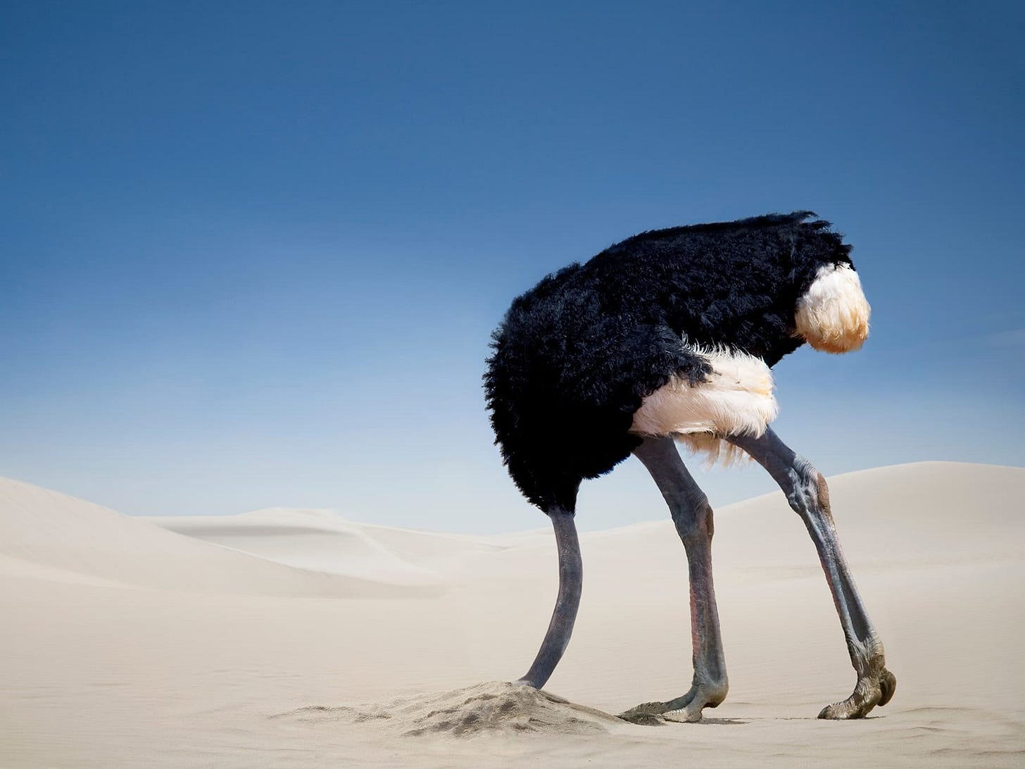 Do Ostriches Bury Their Heads In the Sand? | Birdfact