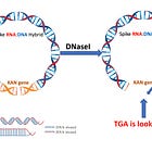 Layman's description of RNA:DNA hybrids