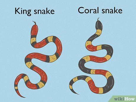 How to Tell the Difference Between a King and Coral Snake
