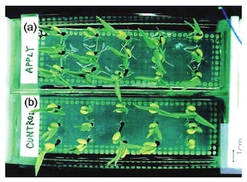 Electroculture applied to black gram seeds