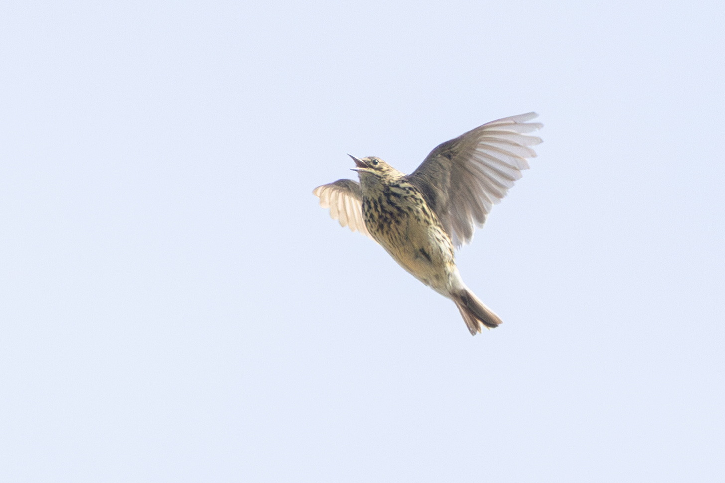 a streaky brown bird flying against a plae blue sky with its beak open in song