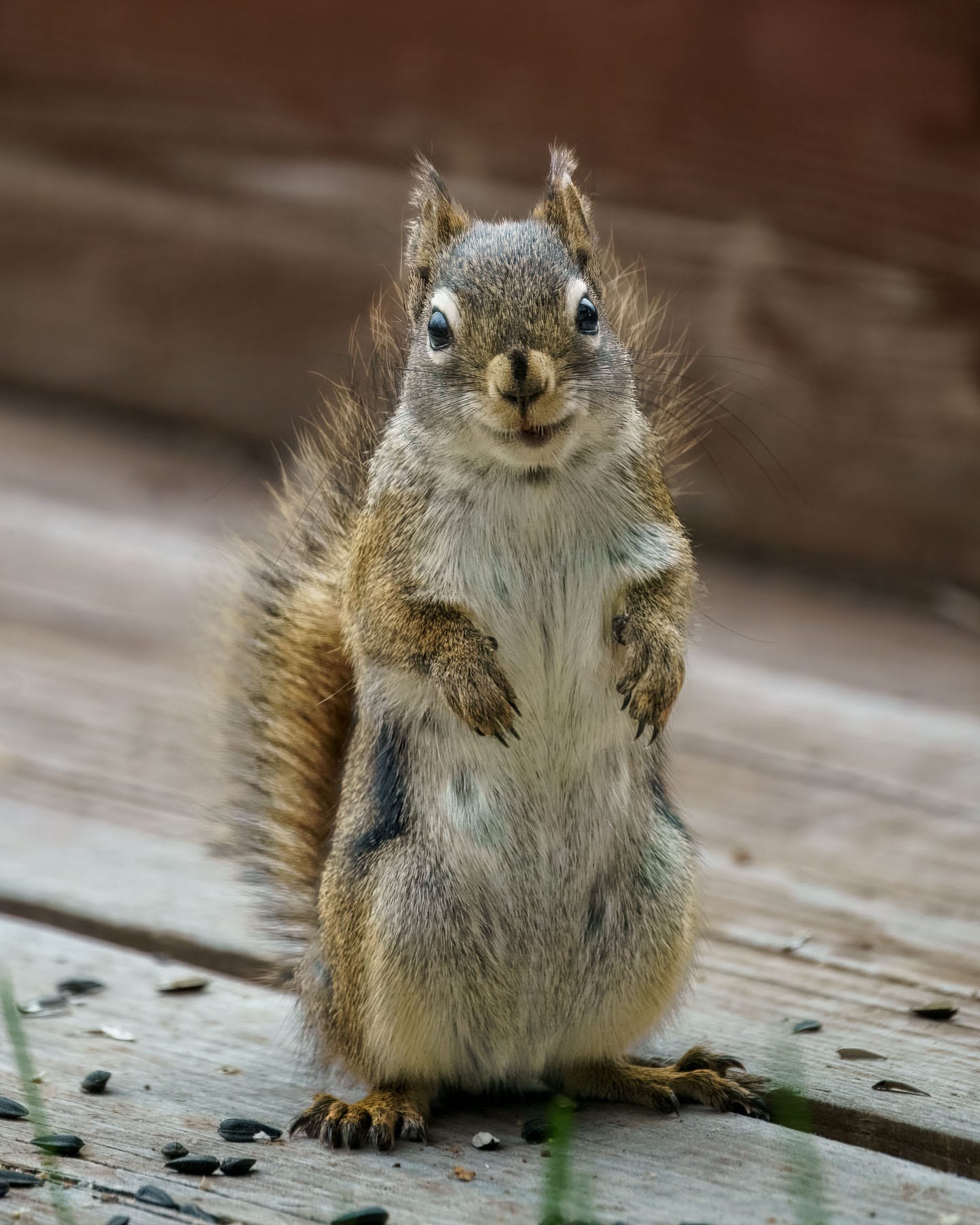 Squirrel