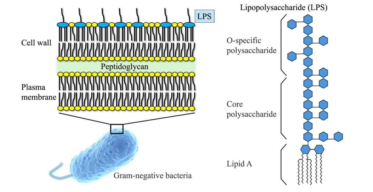 lps free bpc 157 Peptides: What You Need to Know (Dr Nick Norwitz MD PhD) BPC-157 (10mg) - NOX
