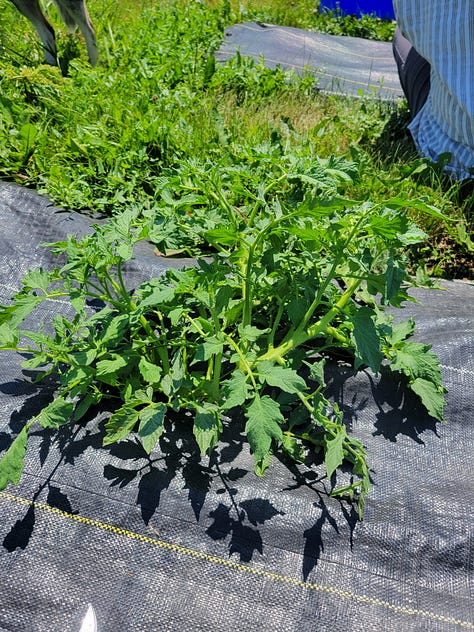 The farm crew pruning tomato plants