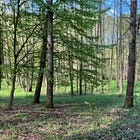 three weeks in the forest