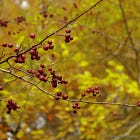 Fall Bucket List 🍂