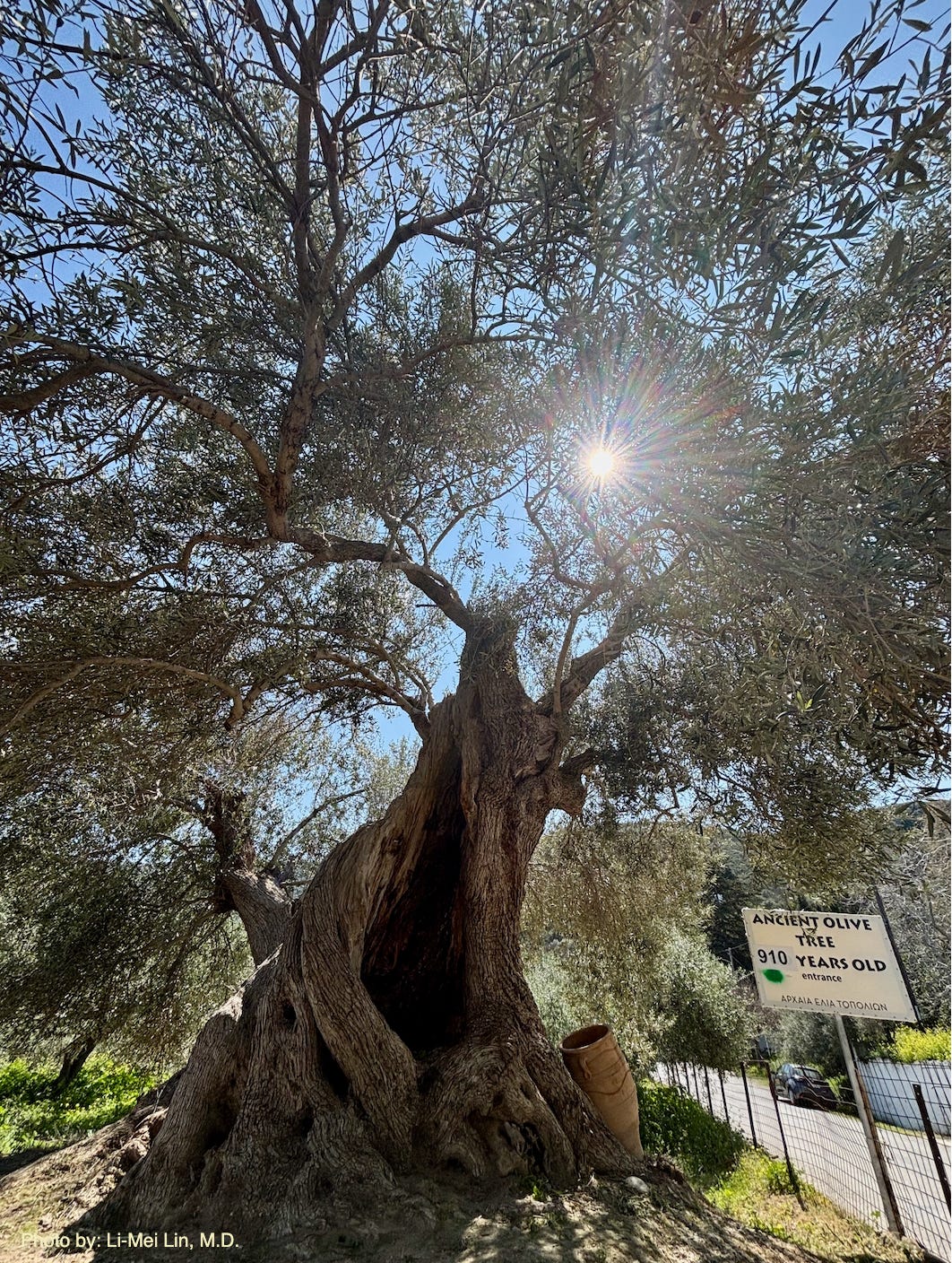 Ancient olive tree in Crete, Greece by Li-Mei Lin, M.D.