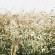 The Wildflower Field