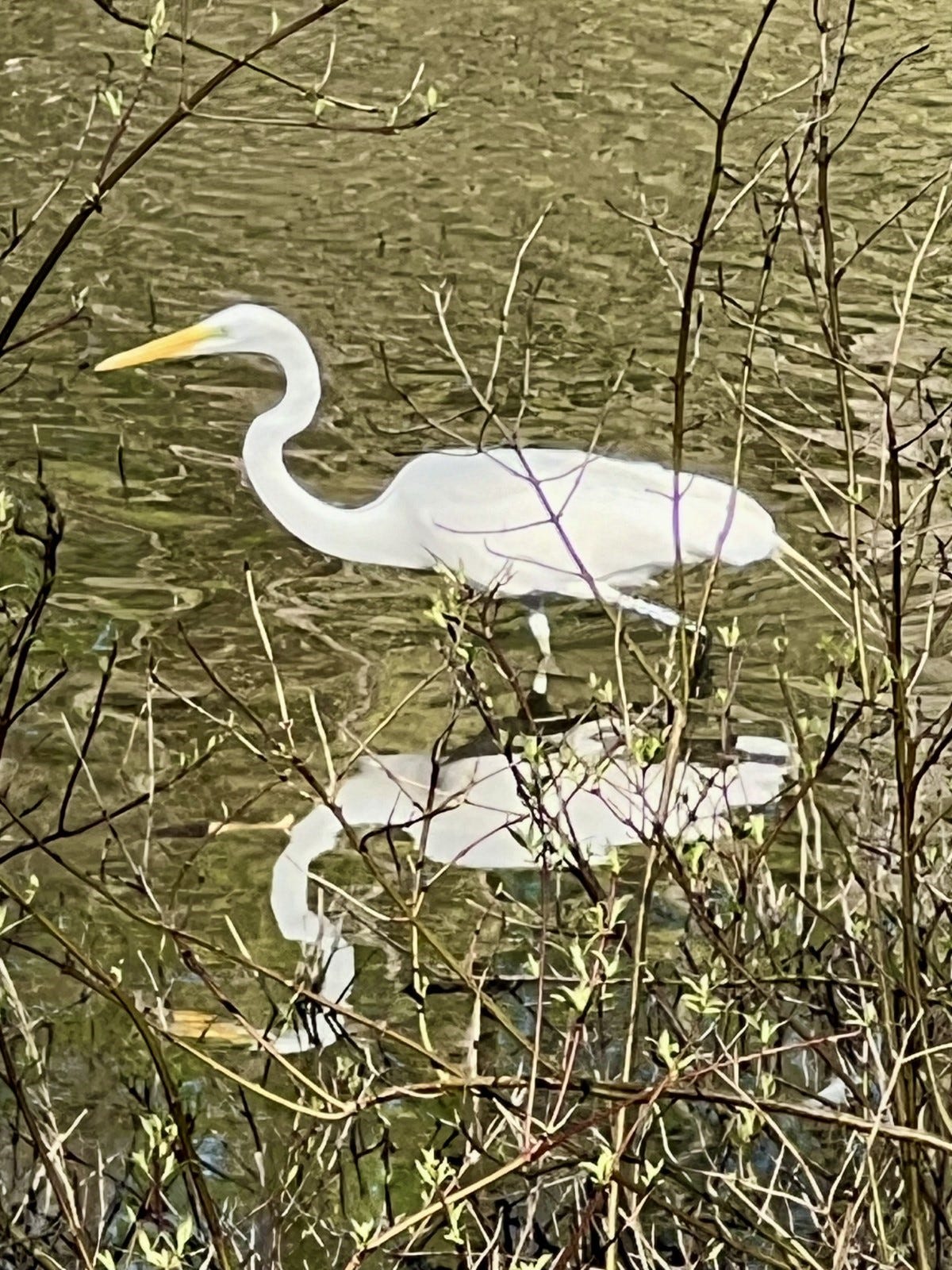 A white bird in water

Description automatically generated