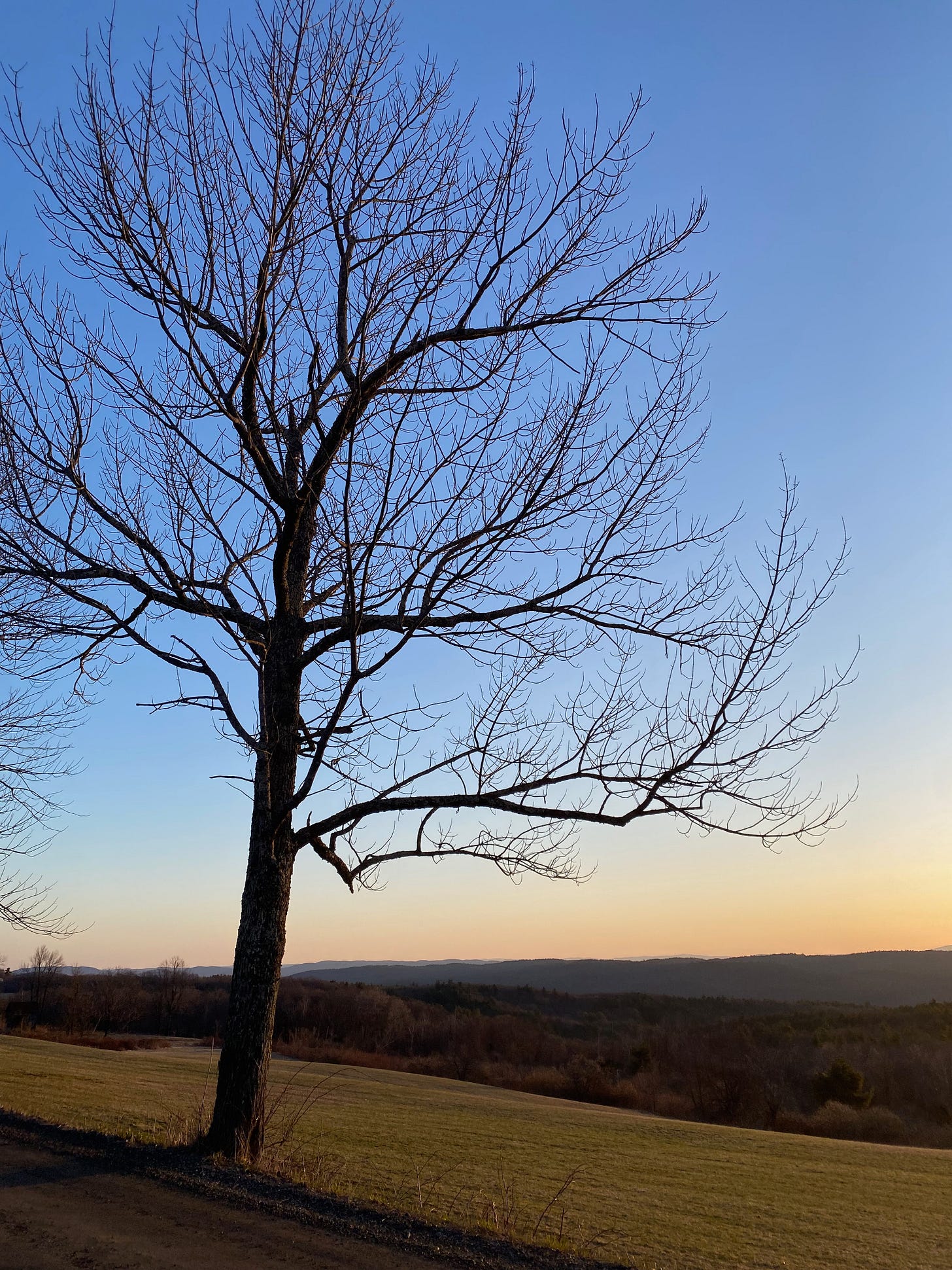 A bare tree on the edge of a field at sunrise.