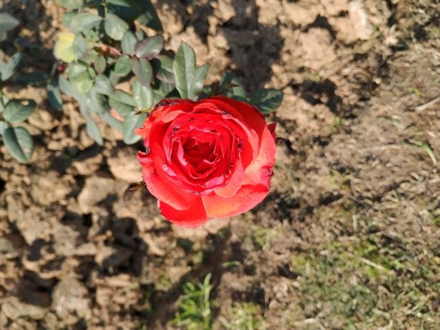 A red rose growing in the ground with some leaves and a little dried grass in the background.