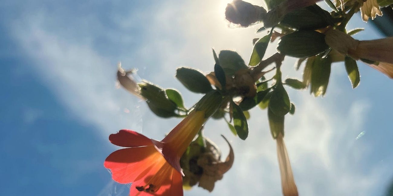 Día de la Pachamama, In+Spirited with Mother Earth