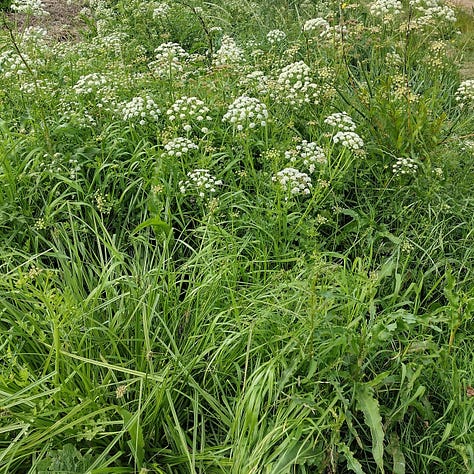 Hemlock water droplet pictures - this one has grooved stems, ball shaped clusters of flowers and distinctive leaves somewhat reminiscent of coriander (but with a smell of celery or parsley)