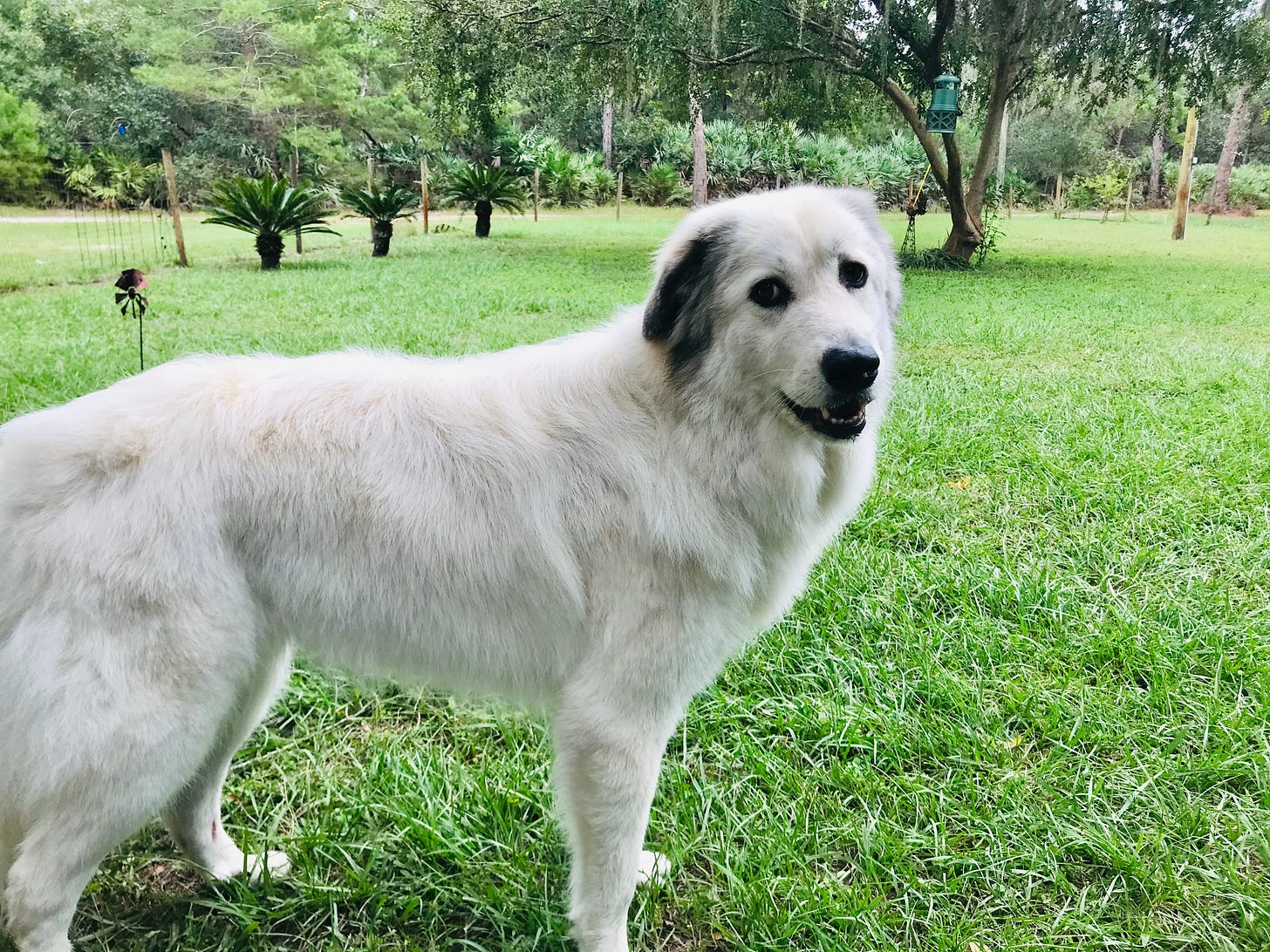 A white Great Pyrenees standing in a grassy field with trees in the background, looking toward the camera.