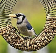 Image result for bird intelligence