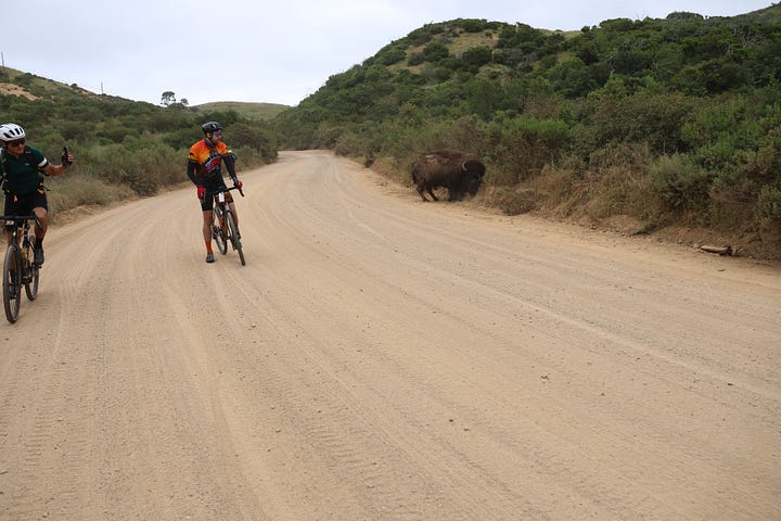 Cyclists stopping or biking away while taking pictures of a bison