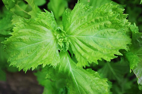 shiso plants