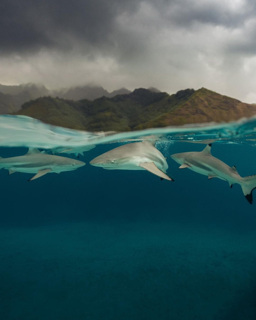 sharks 