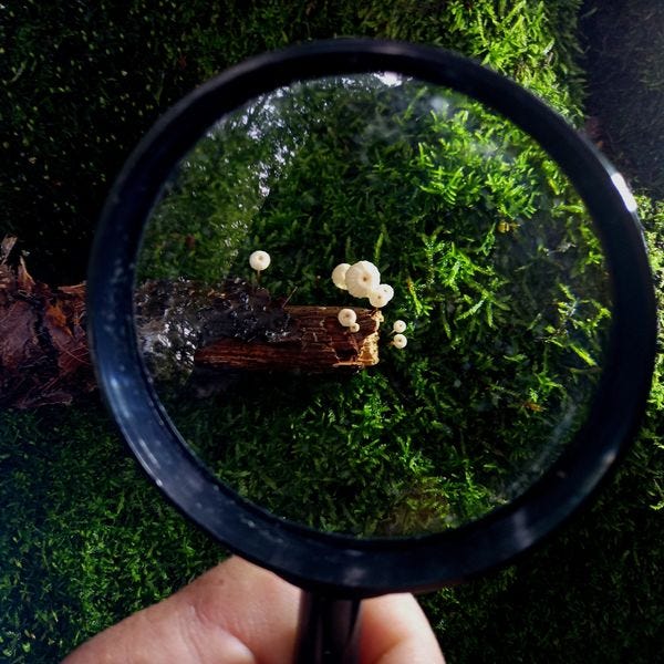 Magnified view of tiny white mushrooms on a mossy log through a magnifying glass.