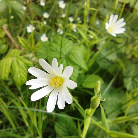 White petals of lesser stickwort flowers, flowering heads of plantain and the white hooded flowers of dead nettle.
