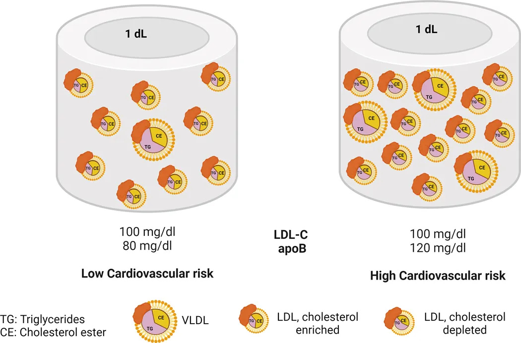 Cholesterol mass and particle measures. De Oliveira-Gomes D, et al., Apolipoprotein B: Bridging the Gap Between Evidence and Clinical Practice. Circulation. 2024.