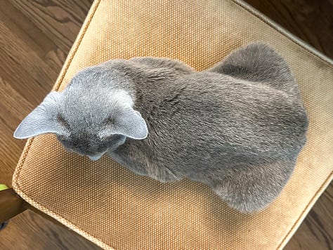 The photos of grey cats sitting like loaves.
