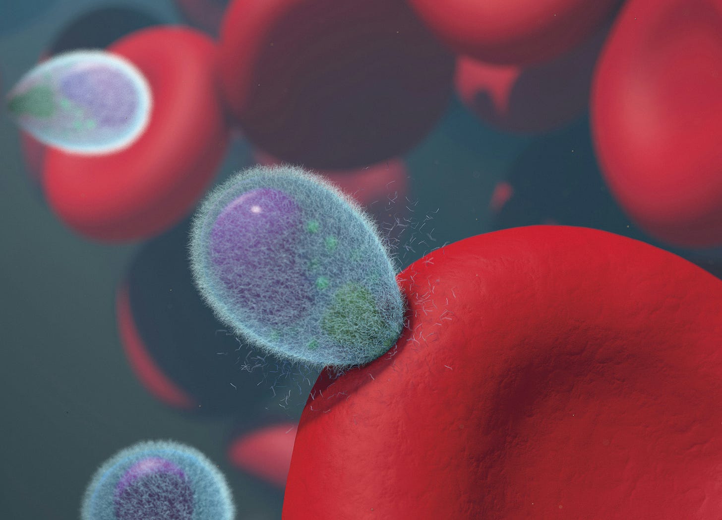 A 3D medical illustration showing microscopic blue, fuzzy parasites attaching themselves to smooth, red biconcave blood cells. The background is a dark, out-of-focus environment suggesting a bloodstream, with several other red blood cells and parasites floating in the space.
