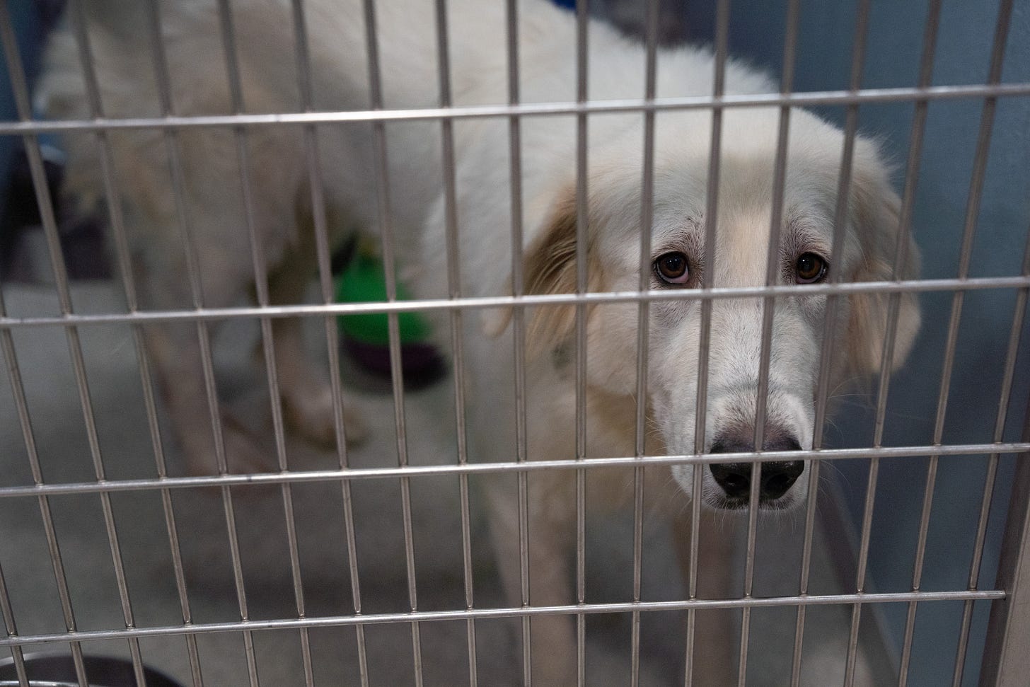 Post-hurricane, Humane Society of Tampa Bay has too many dogs and needs help