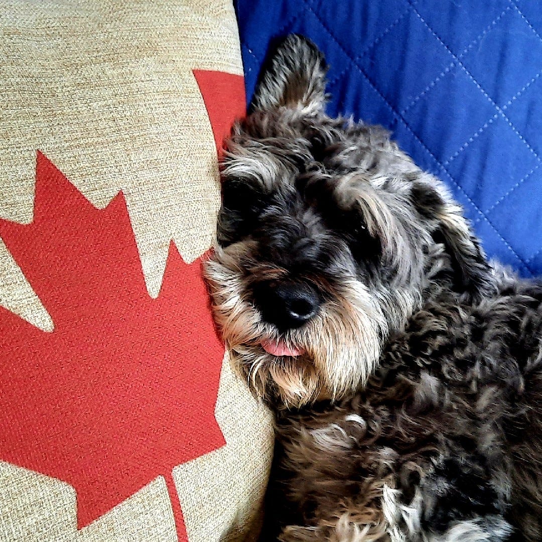 Rangybird 🍁 🇨🇦 logo
