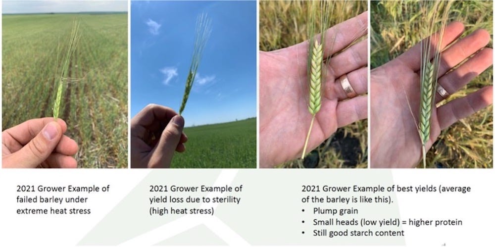 https://bsgcraftbrewing.com/wp-content/uploads/2021/11/barley-heads.jpg