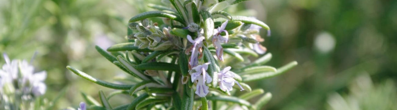 Rosemary (Salvia rosmarinus) research notes