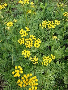 Tansy - Wikipedia