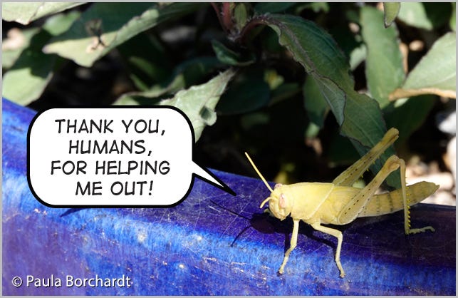 A yellow Grasshopper with a speech bubble reading "Thank you, humans, for helping me out!"