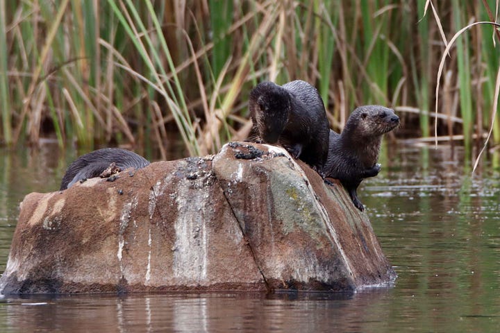 Spotted-Necked Otters hanging out on a rock in a dam in Dullstroom, South Africa. Photo Credit: Garren Smith