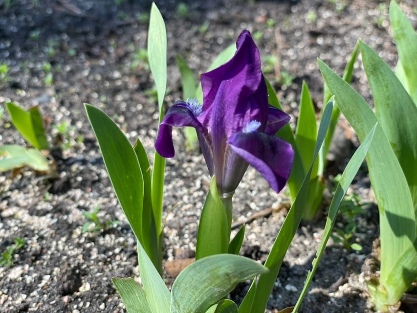 A purple flower growing out of dirt

AI-generated content may be incorrect.