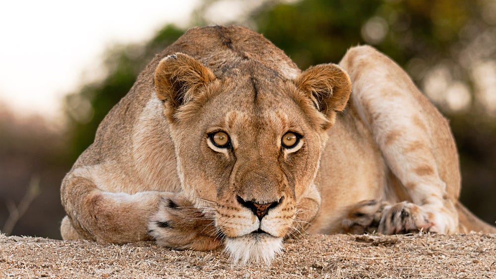 Lioness