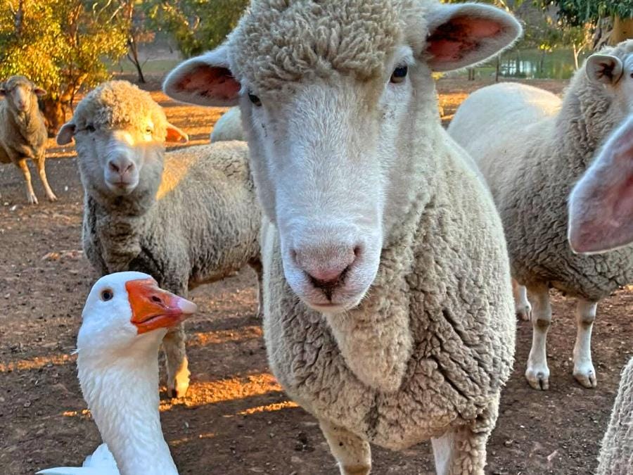 Animal Lovers Needed in Australia