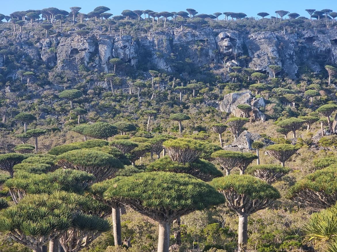 Visions from Afar: Island of the Dragon's Blood